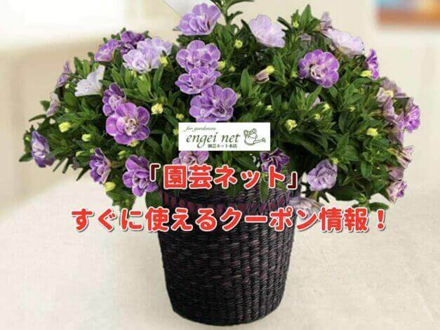 「園芸ネット」クーポン最新情報！